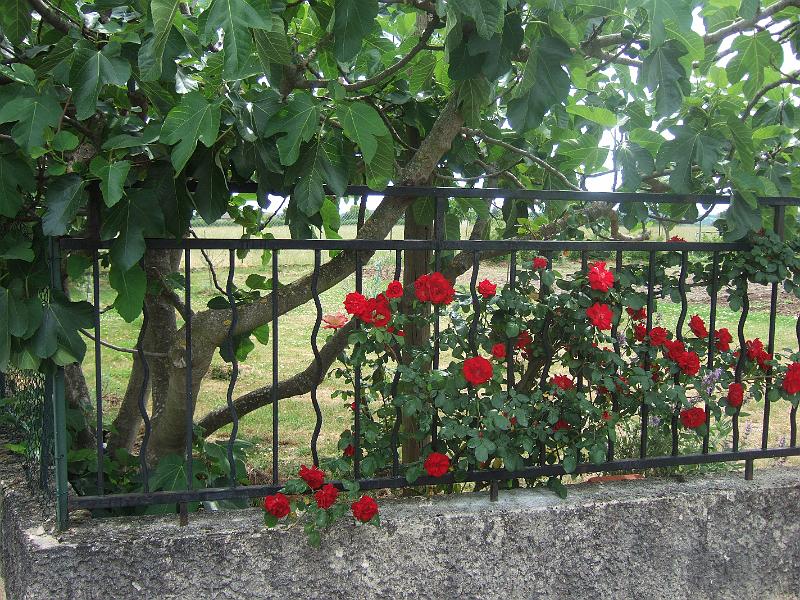 2011-05- (206).JPG
